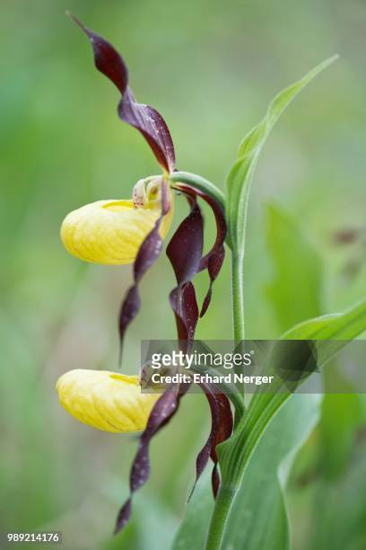 lady's slipper orchid (cypripedium calceolus), rothenstein, thuringia, germany - calceolus stock-fotos und bilder