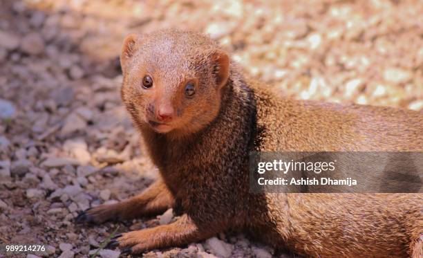 the tiny one - dwarf mongoose stock pictures, royalty-free photos & images