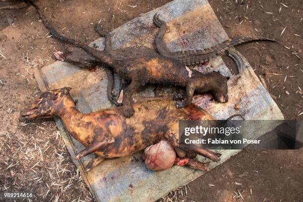 bushmeat, mangamba, littoral province, cameroon - littoral stock pictures, royalty-free photos & images