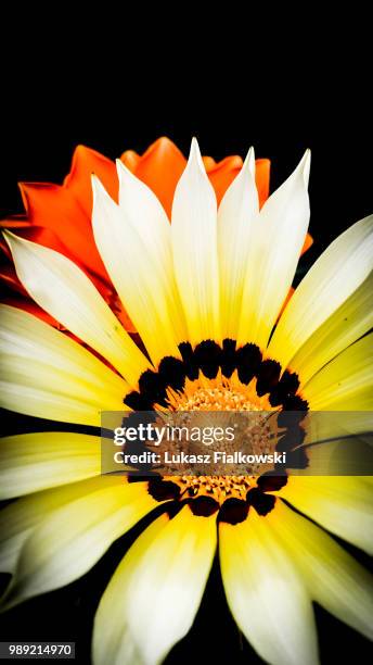 gazania - daybreak - gazania stock pictures, royalty-free photos & images