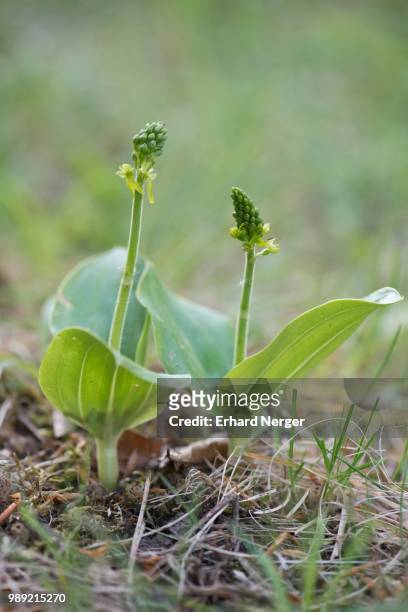 common twayblade (listera ovata), rothenstein nature reserve, thuringia, germany - ovata stock pictures, royalty-free photos & images