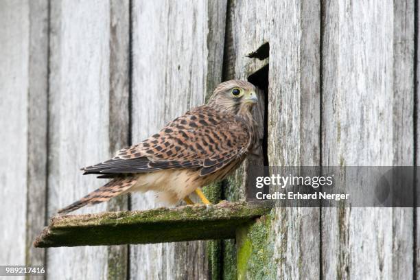 young common kestrel (falco tinnunculus), emsland, lower saxony, germany - hawk nest foto e immagini stock