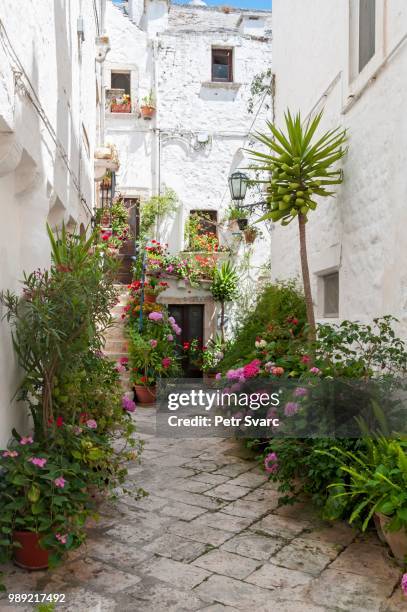 narrow street with flowerpots, locorotondo, puglia, italy - locorotondo stockfoto's en -beelden