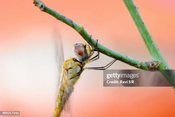 Crunch Insect Insect Crush