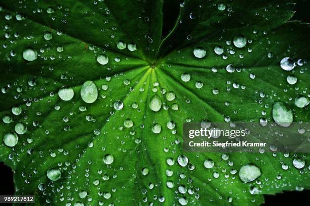 lady's mantle (alchemilla) with drops of water, baden-wuerttemberg, germany - pie de león fotografías e imágenes de stock