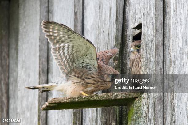 young common kestrels (falco tinnunculus), emsland, lower saxony, germany - hawk nest foto e immagini stock