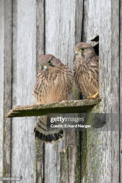 young common kestrels (falco tinnunculus), emsland, lower saxony, germany - hawk nest foto e immagini stock