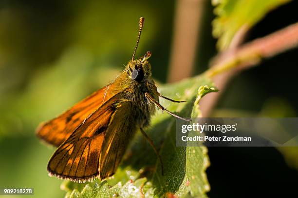large skipper - hesperiidae stock pictures, royalty-free photos & images
