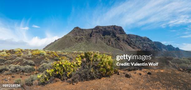 indian fig opuntias (opuntia ficus-indica) in a barren volcanic landscape, behind mountains of the acantilado de los gigantes, steep coast of los gigantes, near punta de teno, tenerife, canary islands, spain - acantilado stock-fotos und bilder