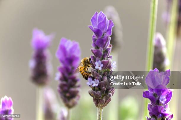 worker bee on lavender - worker bee stock pictures, royalty-free photos & images