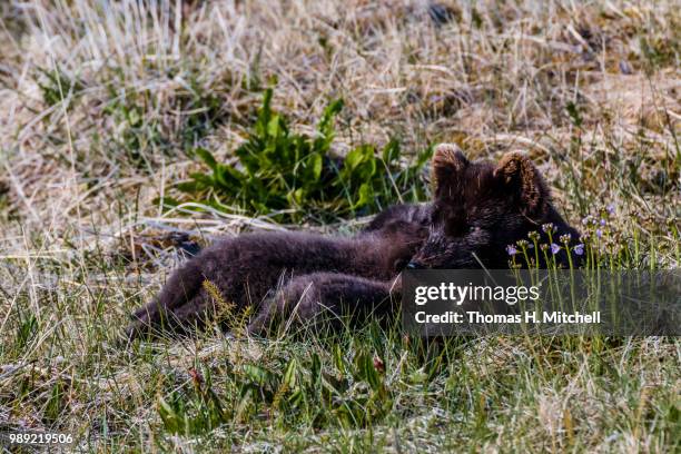 iceland-westfjords-hesteyri-arctic fox pups - arctic fox cub stock pictures, royalty-free photos & images
