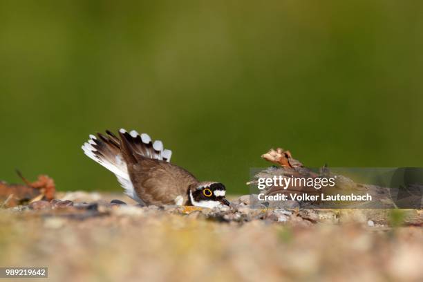 little ringed plover (charadrius dubius), animal scraping a nesting hole in the gravel, biosphere reserve middle elbe, dessau-rosslau, saxony-anhalt, germany - embreagem - fotografias e filmes do acervo