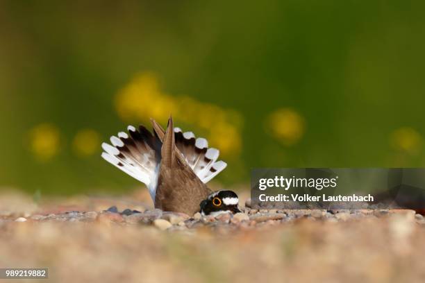 little ringed plover (charadrius dubius), animal scraping a nesting hole in the gravel, biosphere reserve middle elbe, dessau-rosslau, saxony-anhalt, germany - embreagem - fotografias e filmes do acervo