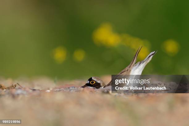 little ringed plover (charadrius dubius), animal scraping a nesting hole in the gravel, biosphere reserve middle elbe, dessau-rosslau, saxony-anhalt, germany - embreagem - fotografias e filmes do acervo