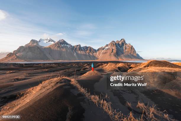 evening atmosphere at the long lava beach, man between black sand dunes covered with dry grass, mountains klifatindur, eystrahorn and kambhorn, headland stokksnes, mountain range klifatindur, austurland, east iceland, iceland - austurland stock pictures, royalty-free photos & images