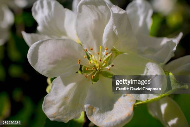 apple blossoms, eastern townships, iron hill, quebec, canada - eastern townships stockfoto's en -beelden