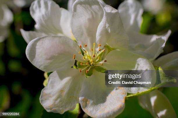 apple blossoms, eastern townships, iron hill, quebec, canada - eastern townships - fotografias e filmes do acervo