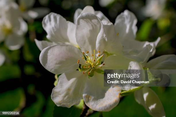 apple blossoms, eastern townships, iron hill, quebec, canada - eastern townships stockfoto's en -beelden