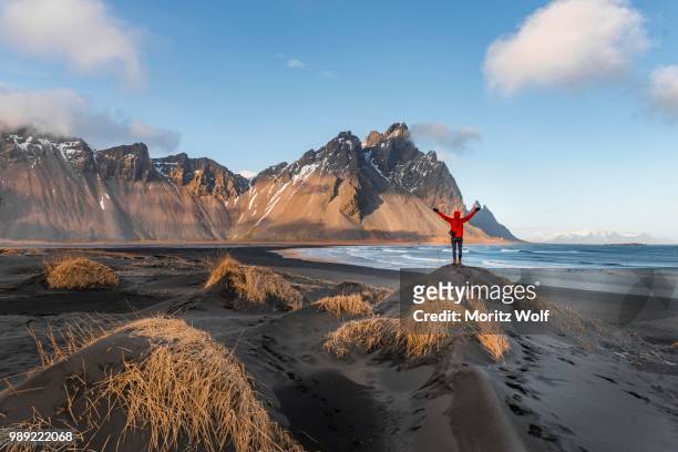 man in red jacket stretches arms into the air, black lava beach, sandy beach, dunes with dry grass, mountains klifatindur, eystrahorn and kambhorn, headland stokksnes, mountain range klifatindur, austurland, east iceland, iceland - austurland stock pictures, royalty-free photos & images