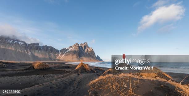 man in red jacket standing on dunes with dry grass, black lava beach, sandy beach, mountains klifatindur, eystrahorn and kambhorn, headland stokksnes, mountain range klifatindur, austurland, east iceland, iceland - austurland stock pictures, royalty-free photos & images