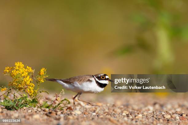 little ringed plover (charadrius dubius), male runs over the gravel bank, middle elbe biosphere reserve, saxony-anhalt, germany - little ringed plover stock pictures, royalty-free photos & images