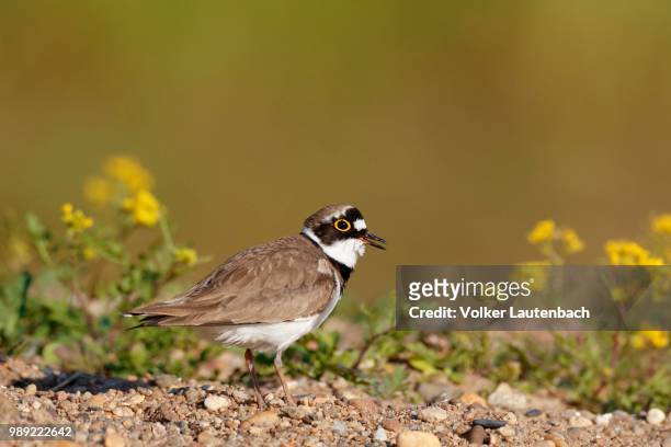 little ringed plover (charadrius dubius), calling male, biosphere reserve middle elbe, saxony-anhalt, germany - little ringed plover stock pictures, royalty-free photos & images