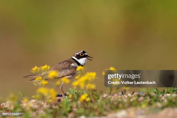 little ringed plover (charadrius dubius), calling male, biosphere reserve middle elbe, saxony-anhalt, germany - little ringed plover stock pictures, royalty-free photos & images