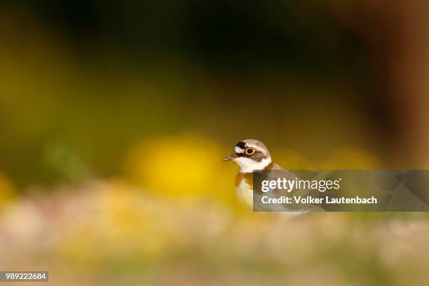 little ringed plover (charadrius dubius), middle elbe biosphere reserve, saxony-anhalt, germany - little ringed plover stock pictures, royalty-free photos & images