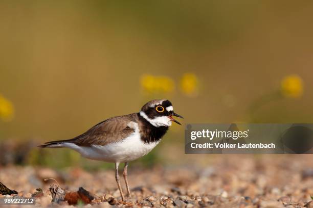 little ringed plover (charadrius dubius), calling male, biosphere reserve middle elbe, saxony-anhalt, germany - little ringed plover stock pictures, royalty-free photos & images