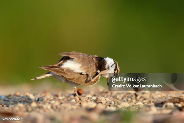 little ringed plover (charadrius dubius), plumage care, middle elbe biosphere reserve, dessau-rosslau, saxony-anhalt, germany - little ringed plover stock pictures, royalty-free photos & images