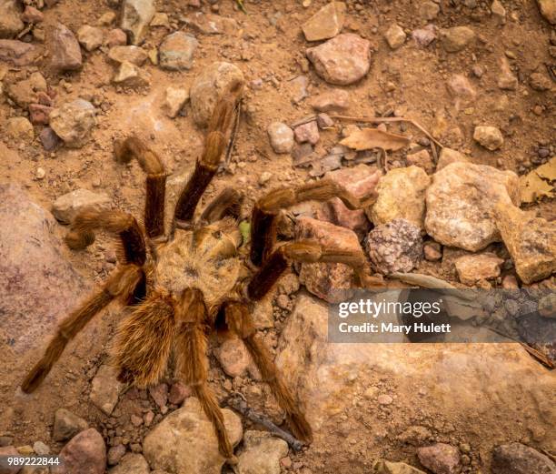 Tarantula Rodeo 377 Big Tarantula Stock Photos, High-Res Pictures, and Images - Getty ...