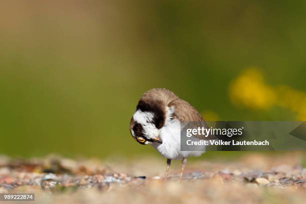 little ringed plover (charadrius dubius), plumage care, middle elbe biosphere reserve, dessau-rosslau, saxony-anhalt, germany - little ringed plover stock pictures, royalty-free photos & images