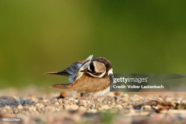 little ringed plover (charadrius dubius), plumage care, middle elbe biosphere reserve, dessau-rosslau, saxony-anhalt, germany - flussregenpfeifer stock-fotos und bilder