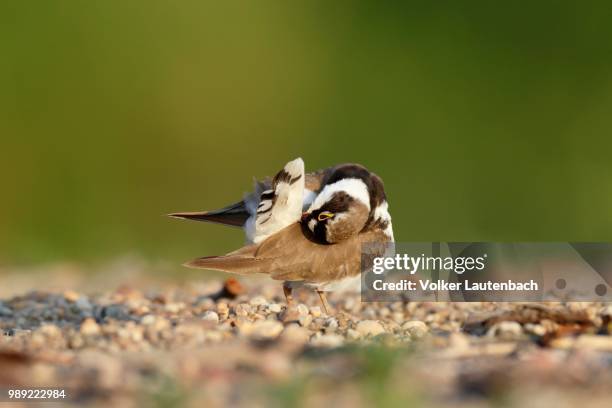 little ringed plover (charadrius dubius), plumage care, middle elbe biosphere reserve, dessau-rosslau, saxony-anhalt, germany - little ringed plover stock pictures, royalty-free photos & images