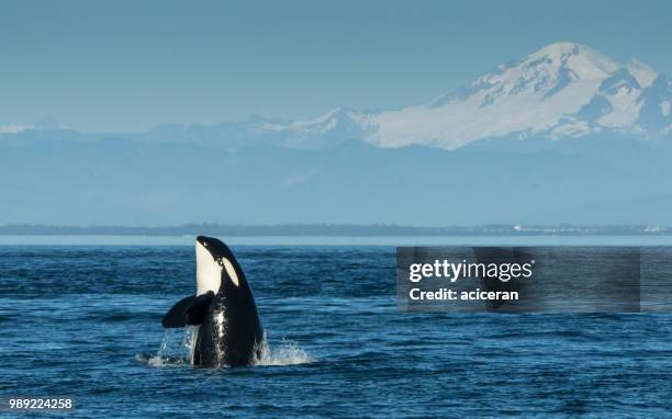 orca spy hopping - mt baker - observation de la faune photos et images de collection