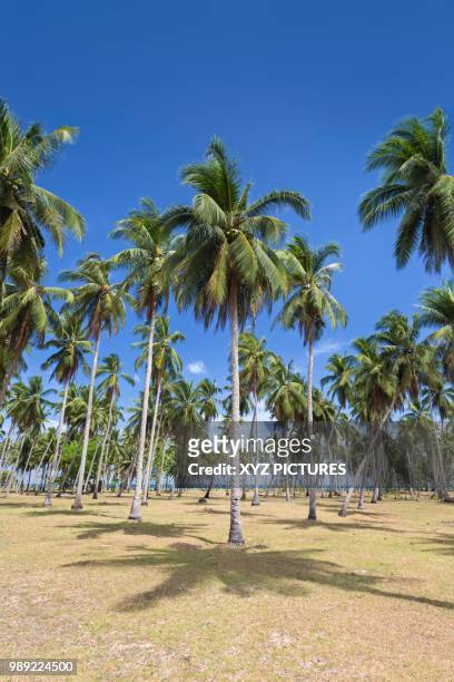 palm trees at beach, san vicente, palawan island, philippines - indo pacific ocean imagens e fotografias de stock