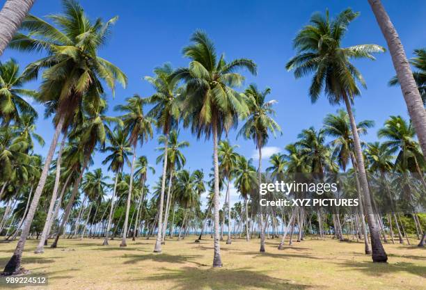 palm trees at beach, san vicente, palawan island, philippinesv - indo pacific ocean imagens e fotografias de stock