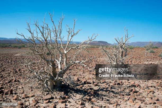 moringa ovalifolia tree (moringa ovalifolia) in barren landscape, damaraland, namibia - moringa tree stockfoto's en -beelden