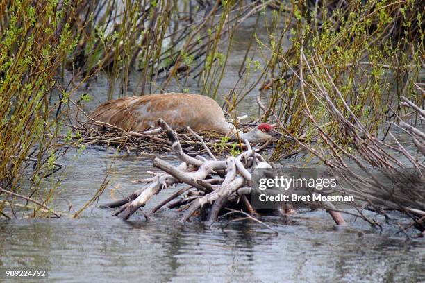 sandhill crane - sandhill stock pictures, royalty-free photos & images