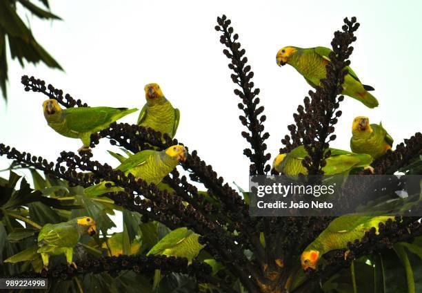 papagaio galego - papagaio stockfoto's en -beelden