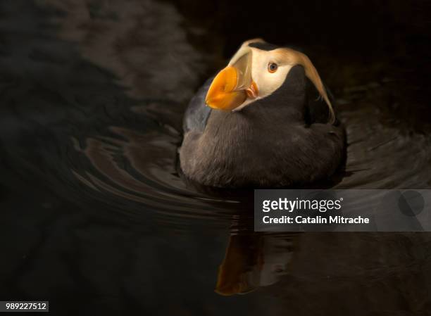 puffin look - tufted puffin stock pictures, royalty-free photos & images