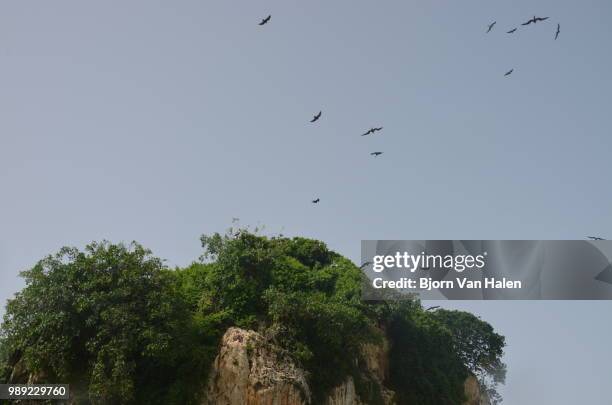 carribean sea birds - halten stock pictures, royalty-free photos & images