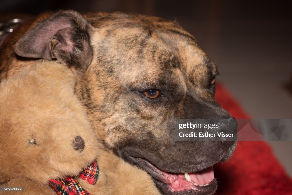 A Dog and his Teddy