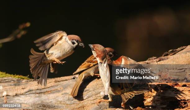 tree sparrow vs house sparrow - sparrow hawk - fotografias e filmes do acervo
