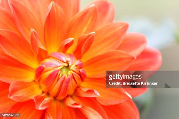 tequila sunrise - tequila sunrise stock pictures, royalty-free photos & images