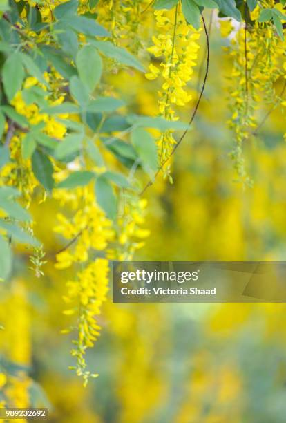 golden chain tree - flower of golden chain tree photos et images de collection