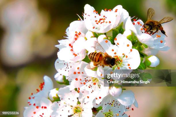 Indian Wasp Insect 257 India Wasps Stock Photos, High-Res Pictures, and Images - Getty Images