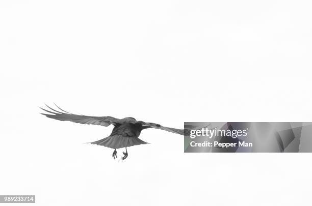 alpine chough 2 - chough stock pictures, royalty-free photos & images
