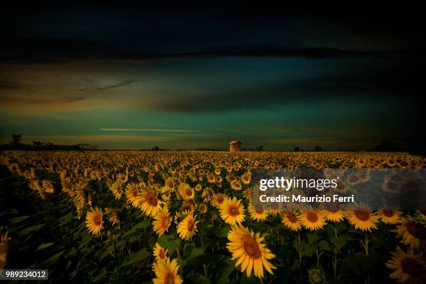 la furia del giallo... - giallo stock pictures, royalty-free photos & images