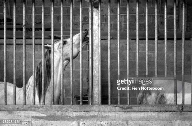 caged freedom - welsh pony stock pictures, royalty-free photos & images